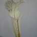 Sarracenia leucophylla 'Alba'